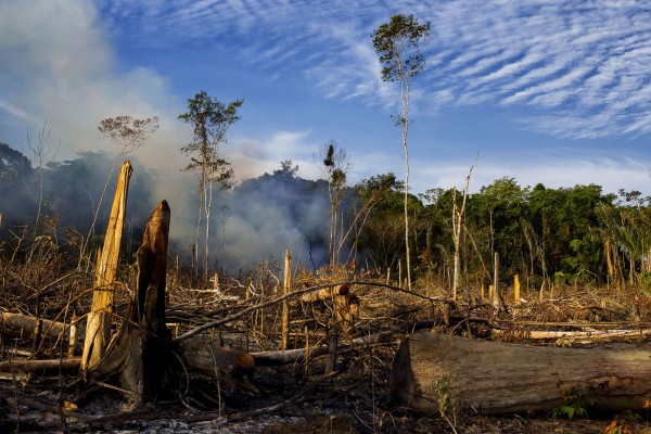O desmatamento no norte de Mato Grosso e no sul do Amazonas é uma das ameaças que o primata sofre. (foto: Marcelo Santana)