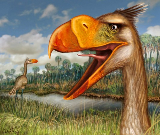 Reconstrução em vida de <i>Llallawavis scagliai</i>, a nova ‘ave do terror’ que viveu na Argentina há 3,3 milhões de anos. (imagem: Santiago Druetta e Journal of Vertebrate Paleontology)