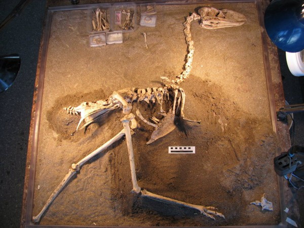 Esqueleto montado de <i>Llallawavis scagliai</i>, espécie que tinha 1,2 metro de altura e pesava menos de 20 quilos. (foto: Matias Taglioretti e Fernando Scaglia)