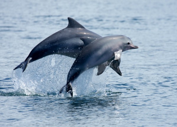 Cientistas gostam de números! Contar – o número de golfinhos em uma baía, por exemplo – é uma ferramenta importante para conhecer melhor determinada realidade, interpretá-la e fazer previsões sobre ela. (foto: Lis Bittencourt)