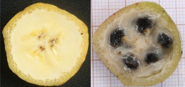 Ao contrário do que muitos pensam, aqueles pontinhos pretos que observamos dentro da banana não são sementes. Eles são óvulos que não foram fecundados. Veja, à direita, uma banana com sementes. (fotos: Marcelo Guerra Santos)