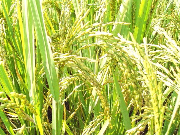 O arroz também é um fruto, de uma planta da família das gramíneas, assim como o trigo e o milho. (foto: Amartyabag / Wikimedia Commons / <a href=http://creativecommons.org/licenses/by-sa/3.0>CC BY-SA 3.0</a>)