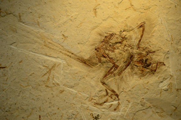 A análise dos ossos do fóssil mostrou que se tratava de um filhote. O material, excepcionalmente bem preservado, vai permitir encontrar novas pistas sobre o passado das aves no planeta. (foto: Ismar Carvalho)