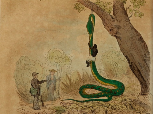 Histórias sobre serpentes gigantescas foram e ainda são contadas por muita gente. (ilustração: Dictionnaire pittoresque d'histoire naturelle et des phénomènes de la nature /  CC BY-NC-SA 2.0)