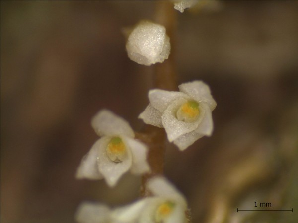 A orquídea recém-descoberta precisa ser observada com a ajuda de um microscópio. (foto: Carlos Eduardo de Siqueira)