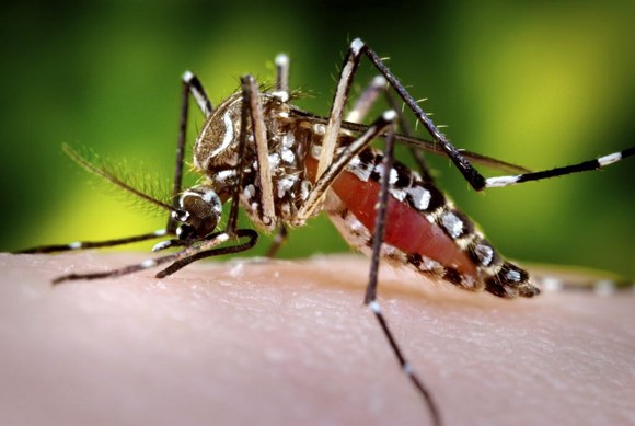 É cada vez mais comum a abordagem que usa os próprios mosquitos transmissores da dengue, o <i>Aedes aegypti</i> e <i>Aedes albopiuctus</i>, como agentes para combater a doença. (foto: Sanofi Pasteur)
