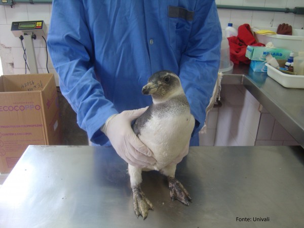 Alguns pinguins são contaminados por óleo despejado no oceano. Quando isso acontece, eles perdem a impermeabilidade de suas penas, característica que os protege do frio. Para tratar o problema, os animais precisam ser lavados e secados, até a retirada total do óleo. (foto: Univali)
