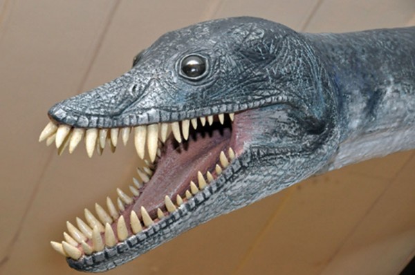 Reconstrução de um plesiossauro, feita pelo paleoescultor Orlando Grillo. O fóssil do animal – que viveu na mesma época que os dinossauros – foi coletado pela equipe do Museu Nacional na Antártica. (foto: Alexander Kellner).