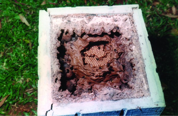Ninho de abelhas mandaçaia visto por dentro. (foto: Sebastião Ramos Gonzaga)