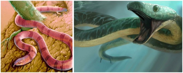 Reconstrução artística de duas serpentes que viveram entre 90 e 100 milhões de anos atrás, e cujos fósseis possuíam dois membros posteriores, mas nenhum anterior. À esquerda, <i>Najash rionegrina</i>, da Argentina; à direita, <i>Pachyrhachis problematicus</i>, serpente marinha que viveu onde hoje fica Israel. (imagens: Jorge Gonzalez e <a href=http://www.karencarr.com/larger.php?CID=309>Karen Carr</a>)