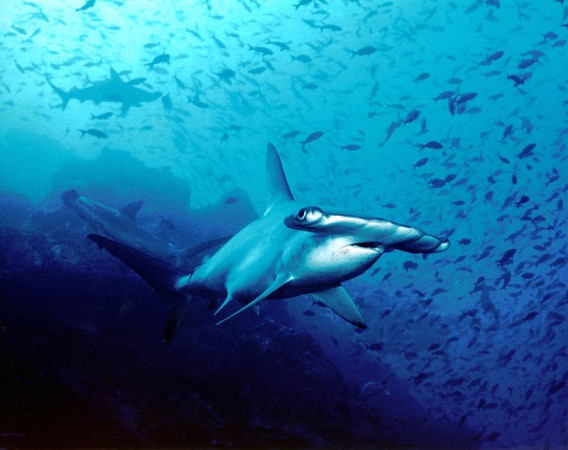 Em 2001, cientistas observaram pela primeira vez a reprodução por partenogênese em um tubarão-martelo. Análises do DNA do filhote comprovaram que não houve contribuição de um macho em sua geração. (foto: Barry Peters / Flickr / CC BY 2.0)