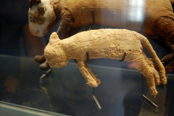 Os egípcios tinham o costume de mumificar também animais, como gatos. (foto: Andrea / Flickr / <a href=https://creativecommons.org/licenses/by-sa/2.0>CC BY-SA 2.0</a>)