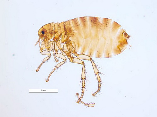 As pulgas são insetos sem asas, que medem em média poucos milímetros de comprimento. Seu corpo costuma ser achatado lateralmente, e coberto por setas, estruturas que lembram pelos e que ajudam a pulga a se prender ao corpo do hospedeiro, principalmente durante as coceiras. As pernas da maioria das espécies de pulgas são longas e adaptadas para saltar alturas muitas vezes maiores que seu tamanho. Na foto, uma pulga-de-humanos. (foto: Parasite and Diseases Image Library, Australia / <a href=https://creativecommons.org/licenses/by-sa/3.0/au/deed.en>CC BY 3.0 AU</a>)