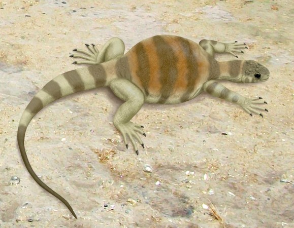 Acredita-se que a <i>Eunotosaurus</i> seja o ancestral das tartarugas atuais. Ela não possuía casco, mas já tinha as costelas largas e curvadas na parte de cima, que podem ter dado origem a essa estrutura. (imagem: Smokeybjb / Wikimedia Commons / <a href=http://creativecommons.org/licenses/by-sa/3.0>CC BY-SA 3.0</a>)