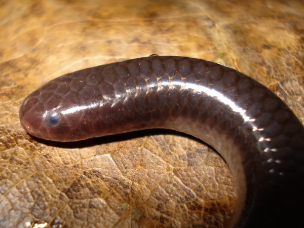 Algumas serpentes – como esta cobra-fio – possuem olhos muito pequenos, adaptados a viver no subsolo. Alguns estudos do século passado sugerem que as primeiras serpentes seriam mais ou menos assim. (foto: Henrique C. Costa)
