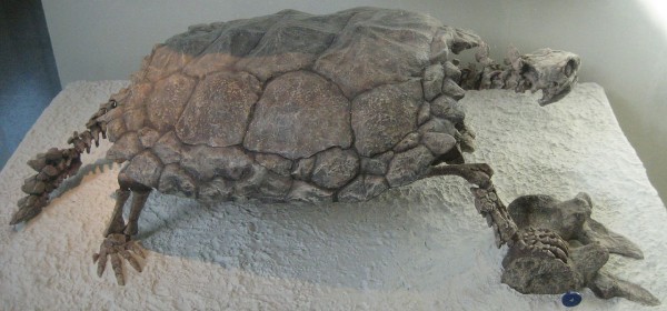 Foi há mais ou menos 214 milhões de anos, ainda na época dos dinossauros, que as tartarugas ganharam uma aparência mais próxima da atual, com o casco completo. (imagem: Claire Houck / Wikimedia Commons / <a href=http://creativecommons.org/licenses/by-sa/2.0>CC BY-SA 2.0</a>)