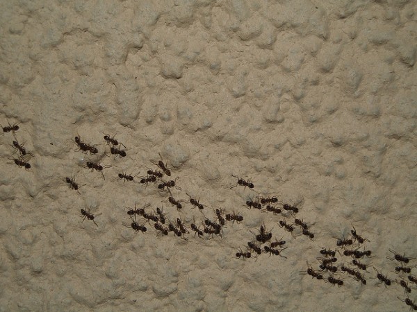 Pequenas ondulações nas paredes, mesmo aquelas imperceptíveis para nós, ajudam as formigas a se agarrarem à superfície. (foto: khyronsdf / Flickr / <a href=https://creativecommons.org/licenses/by-nc-nd/2.0>CC BY-NC-ND 2.0</a>)