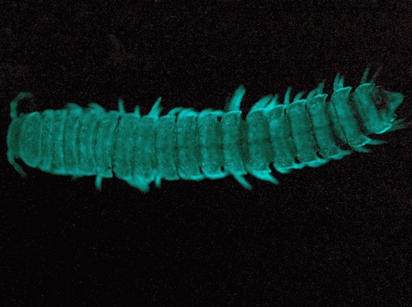 O piolho-de-cobra da espécie <i>Xystocheir bistipita</i> é bioluminescente e emite uma luz azul esverdeada. (foto: Paul Marek, Entomology Department, Virginia Tech)