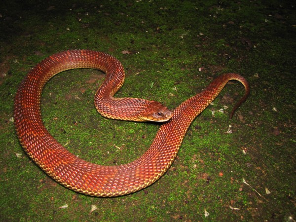 A boipeva (<i>Xenodon merremii</i>) vive a maior parte do seu tempo no chão. Como outras serpentes não arborícolas, esta espécie tem a cauda mais curta. (foto: Henrique Caldeira Costa)