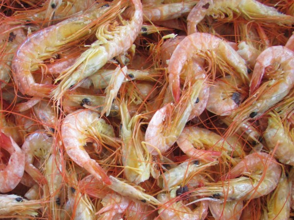 Como camarão é bom: seco, frito, ensopado com chuchu. Uma delícia de comida. (foto: Ismar de Souza Carvalho)