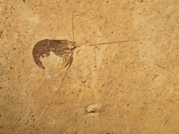 Os camarões existem há muitos e muitos milhões de anos na Terra. Na foto, um fóssil encontrado no interior do Nordeste do Brasil, com cerca de 100 milhões de anos. (foto: Ismar de Souza Carvalho)