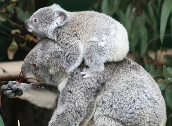 Coalas são marsupiais, isto é, carregam o filhote em uma bolsa na barriga. Quando deixa a bolsa da mãe, o pequeno coala continua agarrado às suas costas. (foto: Kim / Flickr / <a href=https://creativecommons.org/licenses/by-sa/2.0>CC BY-SA 2.0</a>)