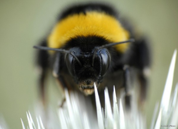 Atenção, atenção: espécie invasora de abelha pode chegar ao Brasil a qualquer momento. (foto: Miguel / Flickr / <a href=https://creativecommons.org/licenses/by-sa/2.0>CC BY-SA 2.0</a>)