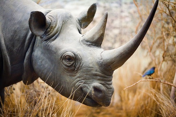 O chifre dos rinocerontes é feito de proteínas! (foto: Thomas Hawk / Flickr / <a href=https://creativecommons.org/licenses/by-nc/2.0>CC BY-NC 2.0</a>)