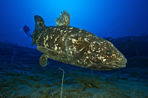 <i>Latimeria chalumnae</i> vive entre 110 e 400 metros de profundidade em ambientes rochosos. O animal pode chegar a dois metros de comprimento. (foto: Laurent Ballesta / www.andromede-ocean.com / www.blancpain-ocean-commitment.com) 