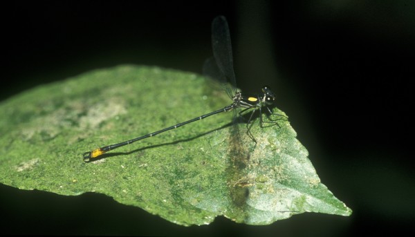 Durante a pesquisa no Refúgio de Vida Silvestre Libélulas da Serra de São José, os cientistas descreveram uma nova espécie de libélula, <i>Heteragrion tiradentense</i>. (foto: Werner Piper)