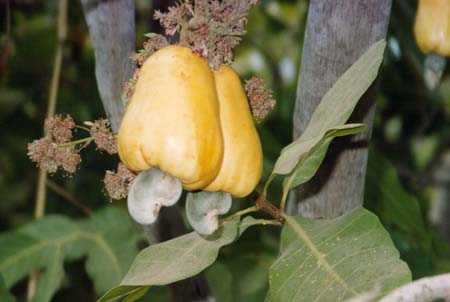 Meu frondoso cajueiro começou como um broto pequenino, que cresceu para frutificar com os mais deliciosos cajus do mundo. (foto: Wikimedia Commons)