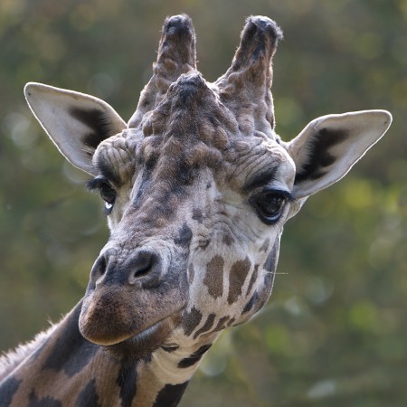 As girafas vivem em grupo e são famosas por se comunicarem visualmente, ou seja, usando a linguagem corporal. (foto: Angela Storger)