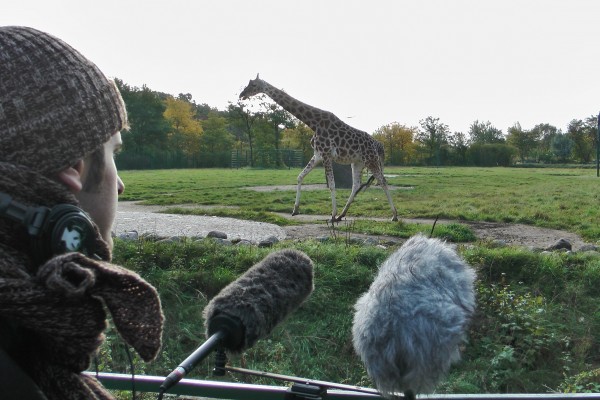 Pesquisadores gravaram os sons emitidos pelas girafas em três jardins zoológicos. (foto: Angela Storger)