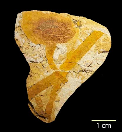 Fruto fóssil encontrado no Maranhão, com idade estimada em 110 milhões de anos. Um achado raríssimo! (foto: Rafael Lindoso)