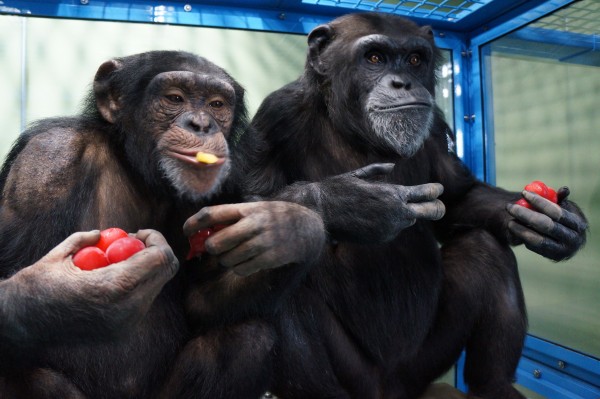 Cinema sem pipoca, mas com frutas! Chimpanzés e bonobos participaram da pesquisa. Os cientistas verificaram os movimentos dos olhos dos macacos enquanto eles assistiam aos filmes. (foto cedida pelo pesquisador)