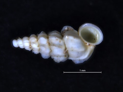 A <i>Paludiscala caramba</i> é uma espécie de molusco que mede poucos milímetros. Encontrada apenas em uma região do México, está ameaçada de extinção. (foto: UMMZ Mollusk Division)