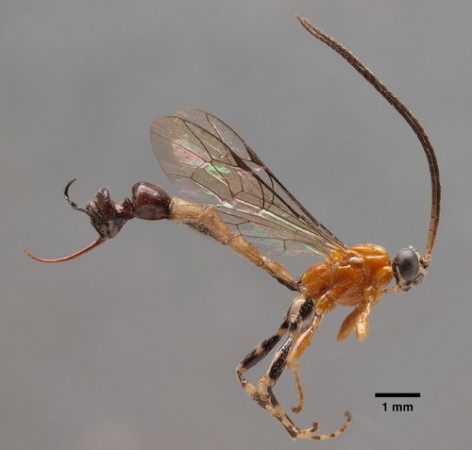 Muito pouco se sabe sobre a biologia das quase 40 espécies de moscas do gênero <i>Clistopyga</i>. As larvas de algumas delas se alimentam de ovos de aranhas. (foto: Zoological Museum, University of Turku / Zootaxa)