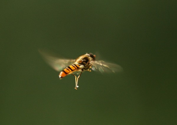 O método desenvolvido pelos pesquisadores consegue identificar a espécie do inseto com base nas suas características de voo. (Foto: nutmeg66 / Flickr / <a href=https://creativecommons.org/licenses/by-nc-nd/2.0>CC BY-NC-ND 2.0</a>)