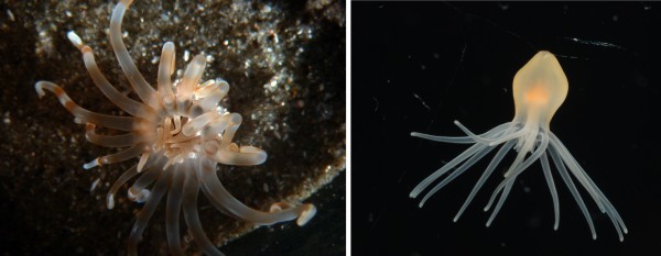 À esquerda, <i>Isarachnanthus nocturnus</i> adulto. À direita, uma larva. Assim, no olho, é difícil desconfiar que são da mesma espécie, né? (fotos cedidas pelo pesquisador)