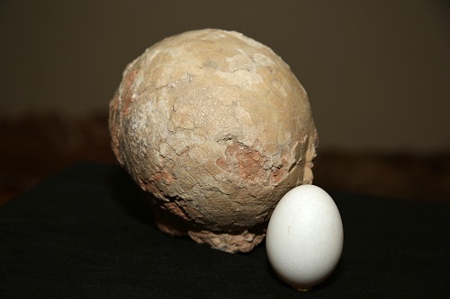 Ovos encontrados são maiores do que ovos de galinha e pouco menores do que ovos de avestruz. (Foto: L. Adolfo/UFTM)FOTO: L.ADOLFO