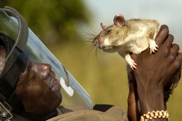 Além de detectar explosivos, ratos da espécie <i>Cricetomys gambianus</i> conseguem sentir o cheiro do agente causador da tuberculose. (foto: Xavier Rossi/Apopo)