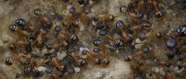 Algumas operárias da espécie de formiga <i>Temnothorax rugtulus</i> são especializadas em não fazer nada. (foto: Matt Velazquez)