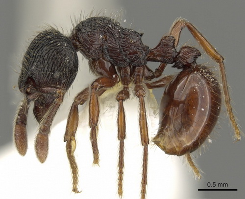 <i>Adelomyrmex vaderi</i> foi descoberta na Colômbia. <i>Adelomyrmex</i> significa “formiga invisível” ou “formiga obscura” em grego – isso porque elas vivem sob folhas caídas no solo da floresta e são muito difíceis de serem vistas ou capturadas. (foto: Ryan Perry / AntWeb.org / <a href=https://creativecommons.org/licenses/by-sa/3.0/>CC BY-SA 3.0</a>)