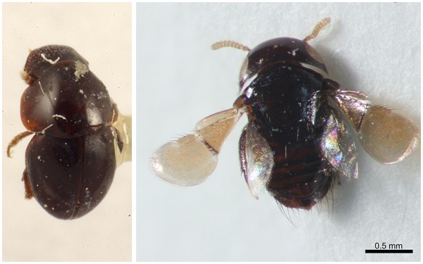 O besouro <i>Agathidium vaderi</i> (à esquerda) mede três milímetros, é encontrado nos Estados Unidos e consegue se dobrar como um “pequeno novelo” – <i>Agathidium</i>, em grego. Já a vespa <i>Arketypon vaderi</i>, encontrada na Austrália, mede só um milímetro e parasita outros insetos. As duas espécies foram batizadas em homenagem ao vilão Darth Vader. (fotos: esquerda, American Museum of Natural History; direita, Natalie Sale-Skey / Flickr / <a href=https://creativecommons.org/licenses/by-nc-sa/2.0>CC BY-NC-SA 2.0</a>) 