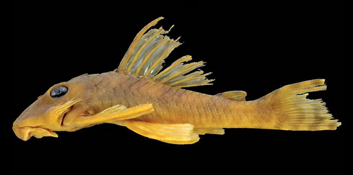 <i>Peckoltia greedoi</i> é uma espécie de cascudo encontrada no rio Gurupi, na divisa dos estados do Pará e Maranhão. Os cientistas acharam que a cara do peixe lembra a do personagem Greedo, de Guerra nas Estrelas, e por isso lhe deram esse nome. (foto: Jonathan W. Armbruster / Zookeys / <a href=https://creativecommons.org/licenses/by/4.0>CC BY 4.0</a>)
