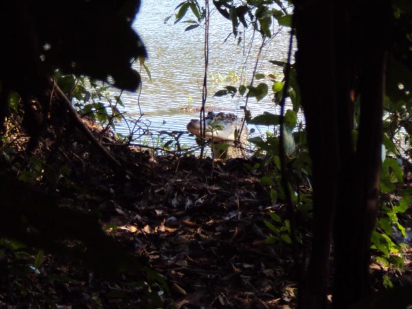 As fêmeas de jacaré-açu mantêm vigilância sobre seus ninhos. (foto: Kelly Torralvo)