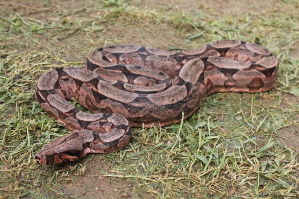 A jiboia não é uma serpente venenosa, mas assusta pelo tamanho. (foto: Estação Natureza Pantanal)