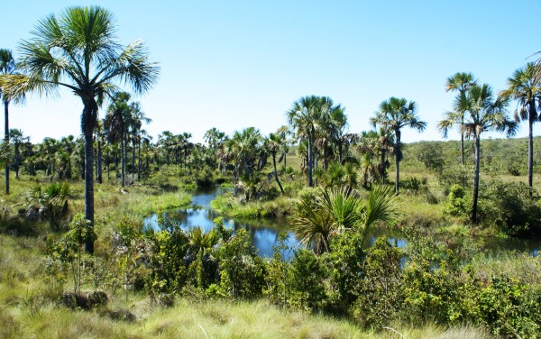 Uma das paisagens mais marcantes do cerrado são as veredas, formações vegetais que acompanham riachos e nascentes, e onde predominam as palmeiras do buriti (<i>Mauritia flexuosa</i>). (foto: Thpelin / Wikimedia Commons / CC BY-SA 3.0)