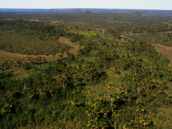 Os gerais compõem a paisagem típica entre o norte de Minas e o sul da Bahia, caracterizada por vastos planaltos cobertos pela savana. (foto: Paula Leão)