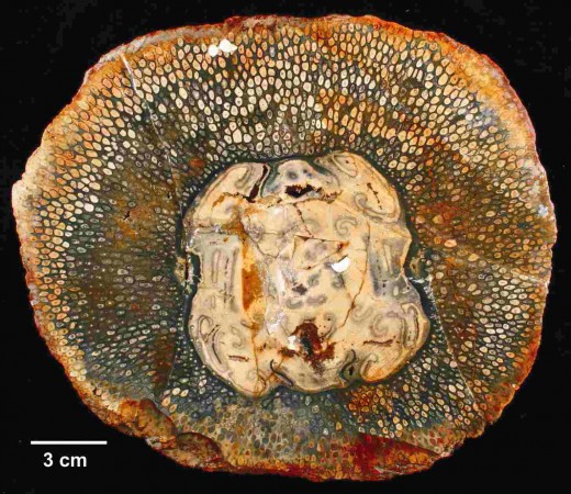 Este é o tronco fóssil de uma samambaia gigante (<i>Psaronius brasiliensis</i>) com 270 milhões de anos que viveu no interior do Piauí. (foto: Antonio Carlos Sequeira Fernandes)